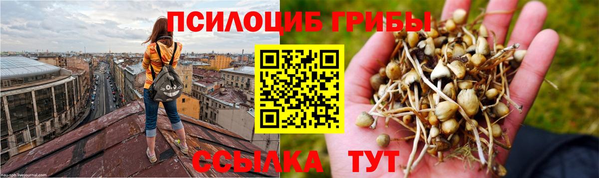 Галлюциногенные грибы Cubensis Тельмана